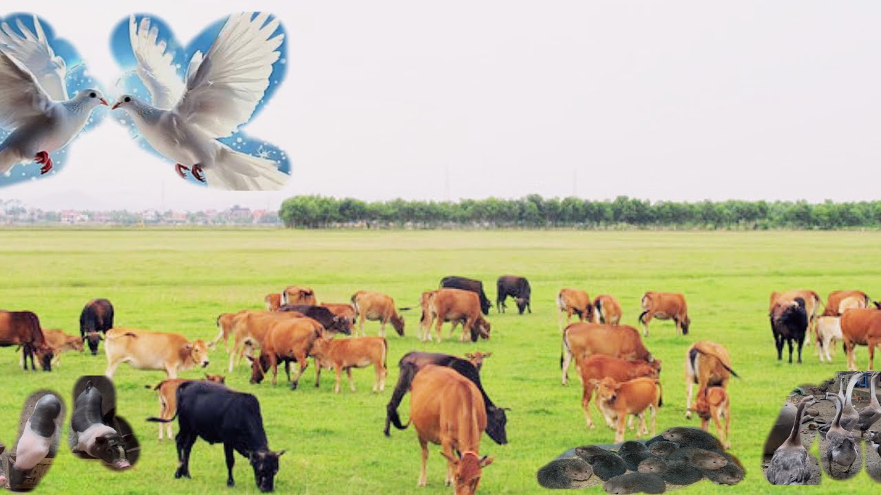 Discover what kinds of animals live on the family farm.