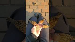 Flock of Tree Sparrows Gathers for Morning Hand Feeding