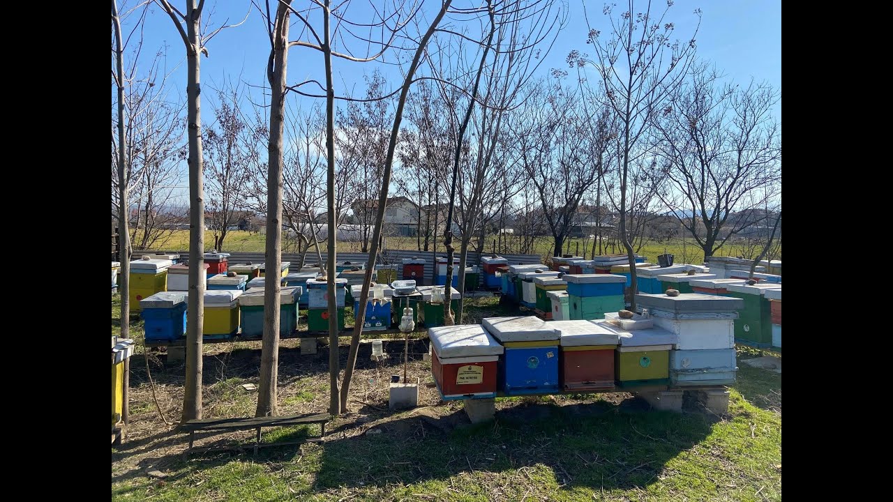 Пчеларство во февруари