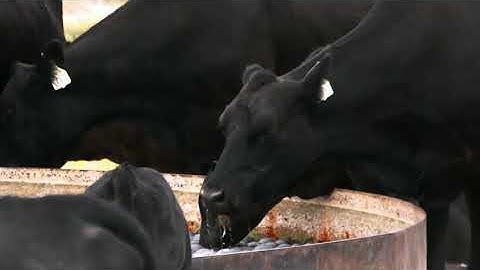 High Quality Care for High Quality Beef