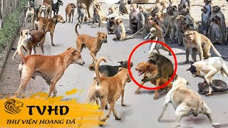 💥 Đàn Khỉ Tàn Nhẫn Quét Sạch Tất Cả Những Con Chó Ở Ấn Độ Vì Đã Ra Tay Giết Chết Khỉ Con | TVHD