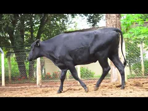 LOTE 64 EF 0093 ANGOLA FERRARI 0633CM