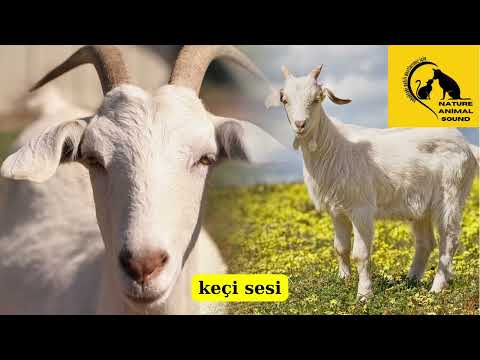 KEÇİ SESİ- goat sound