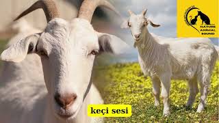 KEÇİ SESİ- goat sound