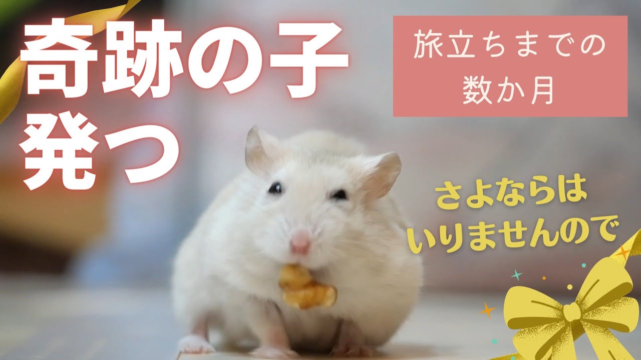 奇跡の子、発つ【旅立ちまでの数か月】～ジャンガリアンハムスター