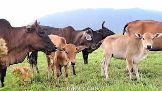 LITTLE COWS CUTE VIDEOS ● FUNNY COW SOUND EATING GRASS - BEST VIDEO COMPILATION - COW MOOING - CONBO