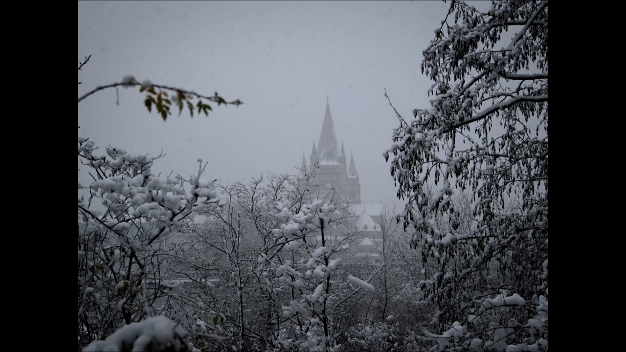 Mein Tierheim - Michael Mayr (Original/Akustik Version/Audio Only)