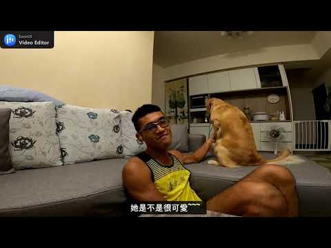 關於黃金獵犬。啵比的生活日常