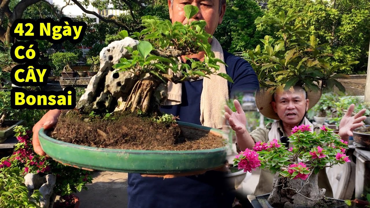 Video Đầy Đủ 42 Ngày Thắng Bonsai Làm Bonsai Bám Đá , Hoa Giấy, Sung Bonsai Và Nhiều Loại Cây
