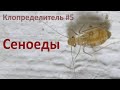 Клопределитель #5 Сеноеды