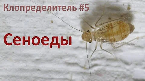 Клопределитель #5 Сеноеды