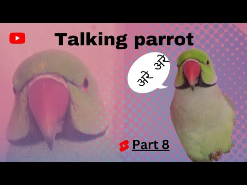 Amazing talking parrot #part8 // How to train your parrot //