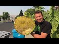 Biggest Sun Flower I have ever Grown in the garden