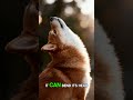 Norwegian Lundehund Fun Facts #dog #dogs #dogshorts #norwegianlundehund #shortvideo #shorts #facts
