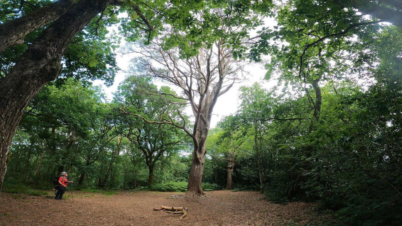 Short Walk - Aberfoyle; Doon Hill, the Fairy Tree and the mystical Reverend Robert Kirk