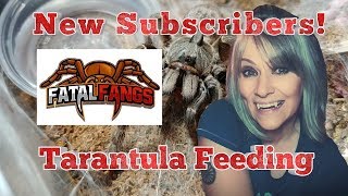 Special Tarantula Feeding for New Fatal Fangs Subscribers