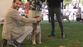 LAGOTTO ROMAGNOLO, champion class males by Dog Show Video 481 views 6 months ago 16 minutes