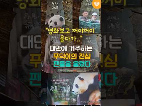 <strong>대만에</strong> 거주하는 푸덕이의 진심 팬들을 울렸다 #푸바오 #안녕할부지 #판다