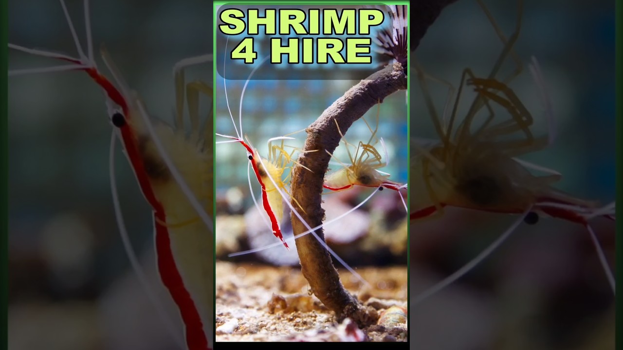 SHRIMP FOR HIRE | Amazing Facts about Coral Reef Shrimp