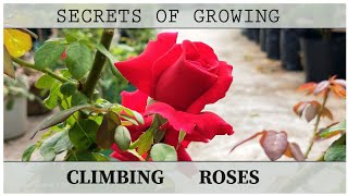 We all love roses. there are so many varieties of roses can choose to
light up our gardens. generally classified under 5 different types. 1.
hy...