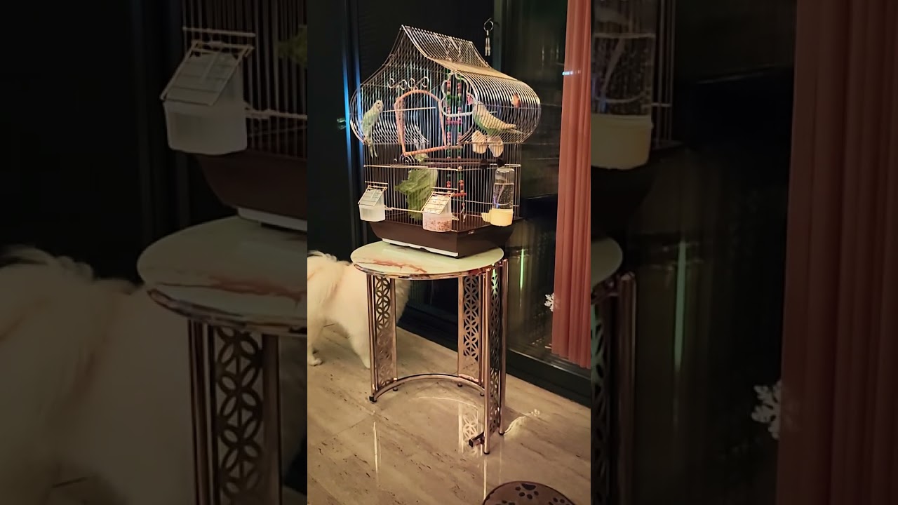 Snowby was overjoyed when Brother Haji and Sister Hajia arrived home. 