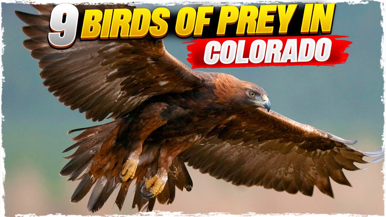 9 Birds of Prey in Colorado (with Pictures)