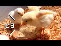 ひよこのご飯の食べ方が衝撃だった!はじめてのご飯