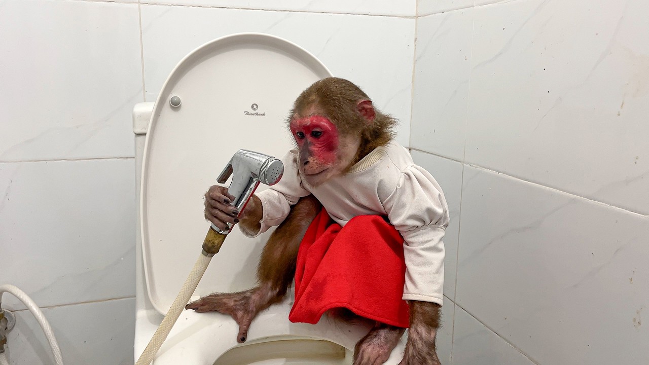 Kobi are curious and use their nozzles like humans when going to the toilet