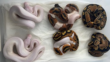 All white pied clutch! Ball python clutch update 06-23
