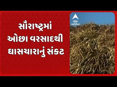 Saurashtra Farmer | ઘાસચારાના ભાવ બમણાથી વધુ વધ્યા, માલધારીઓ અને પશુપાલકો ચિંતામાં