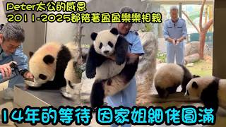5月16日   期盼了14年，Peter太公感動于家姐細佬的到來，感謝家姐細佬選擇了海洋公園#大熊貓盈盈  #香港大熊貓#大熊貓盈盈  #香港大熊貓