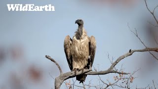 SafariLIVE Sunrise - 24 May 2024