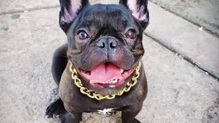 dogs videos compilation- Funny dogs compilation- Cute and Funny Dog Videos Compilation-  #pethub by Pet hub No views 1 month ago 2 minutes, 15 seconds