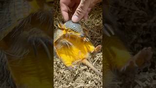 Rambo The Screaming Hairy Armadillo