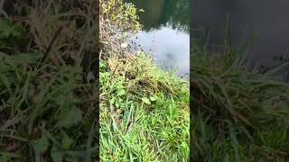 Man Punctures Lake’s Oxygen Line with His Rod Rest