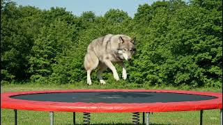 Wolf tries to jump on trampoline