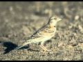 Video thumbnail for Messiaen - L'Alouette Calandrelle - Catalogue d'Oiseaux