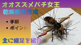 オオスズメバチ女王の乾燥標本作成動画 - YouTube