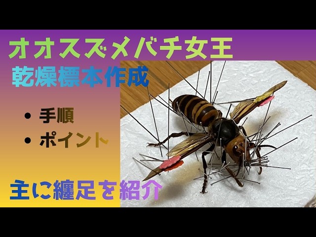オオスズメバチ女王の乾燥標本作成動画 - YouTube