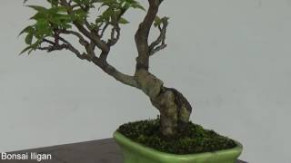 A Day in the Life of Bonsai Iligan: Shohin Bougainvilla Update March 2017