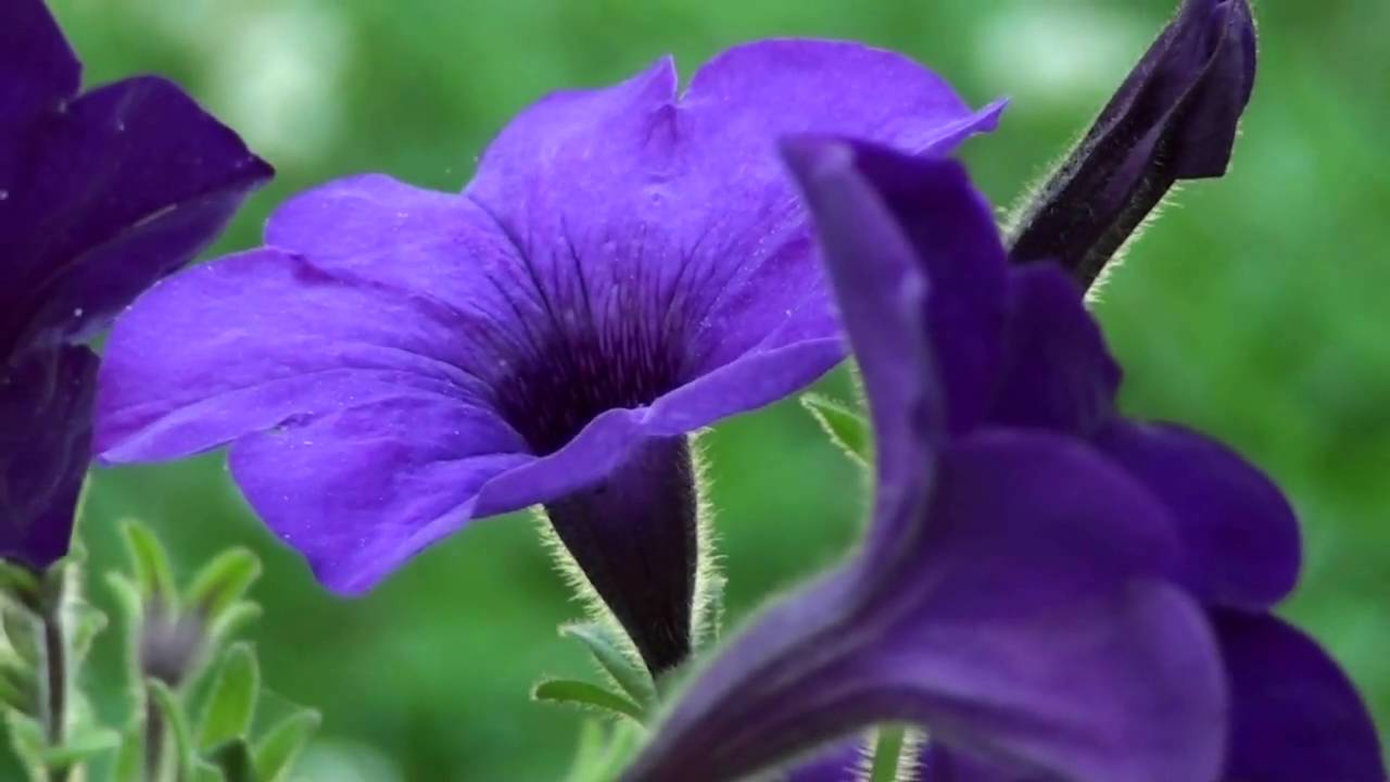 Sony HDR-CX100 HD Camcorder First Test