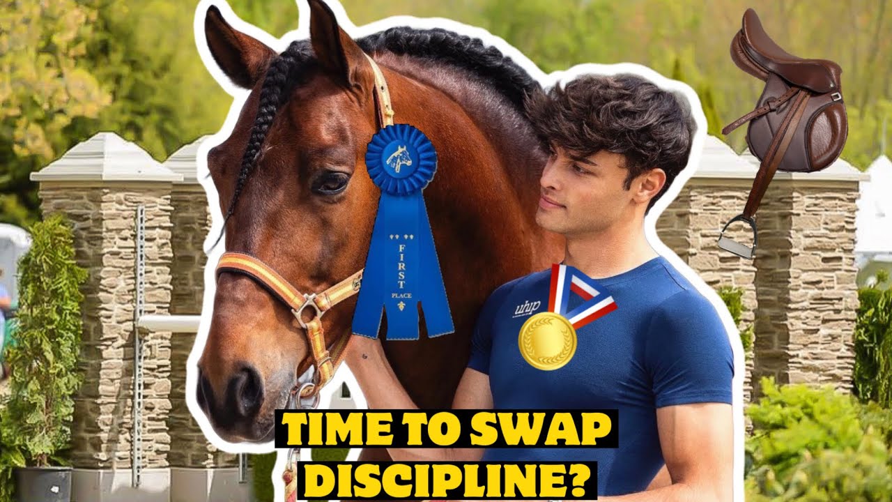 DRESSAGE STALLION BECOMES HUNTER JUMPER FOR A DAY