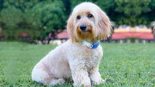 A Lovable Surprise: The Doxiepoo | Dachshund and the Miniature Poodle Mix
