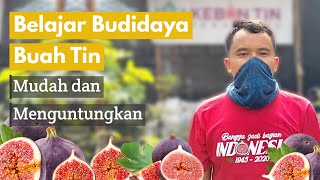 Tips for Cultivating Figs and How to Care for Them: The Story of a Successful Fig Farmer in Pekan...