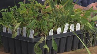 New Day Cleveland: Native Plant Kits with Cuyahoga Soil & Water Conservation District