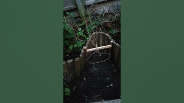 Pheasant spring snare trap