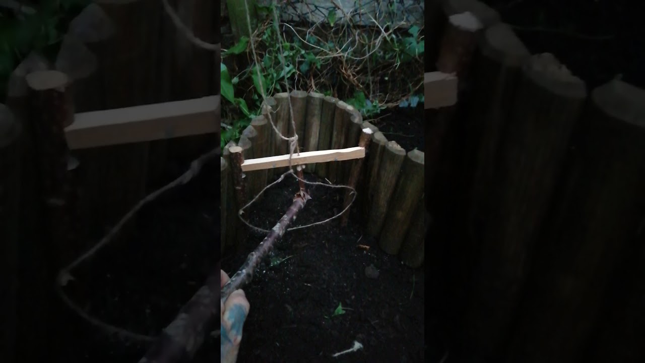 Pheasant spring snare trap