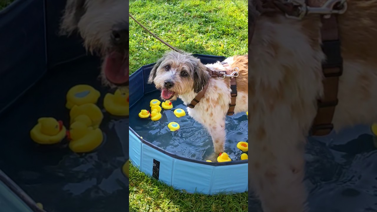 Pawlooza 2024 Pico in Action 🐶