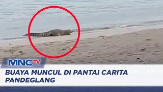 Buaya Muncul di Pantai Carita Pandeglang Bikin Resah Warga - LIP 11/12