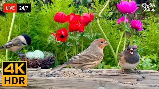 🔴 24/7 LIVE: Cat TV 😺 Cute Birds and Bunnies in the Spring 4K Cat Games